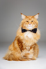 Image showing Beautiful maine coon cat with bow tie