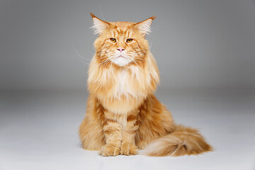 Image showing Beautiful maine coon cat