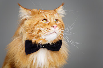 Image showing Beautiful maine coon cat with bow tie