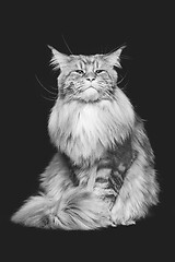 Image showing Beautiful maine coon cat