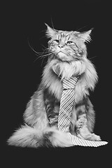 Image showing Beautiful maine coon cat with man tie