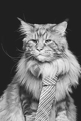 Image showing Beautiful maine coon cat with man tie