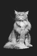 Image showing Beautiful maine coon cat with man tie