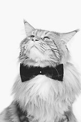 Image showing Beautiful maine coon cat with bow tie