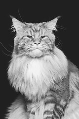 Image showing Beautiful maine coon cat