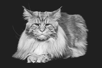 Image showing Beautiful maine coon cat