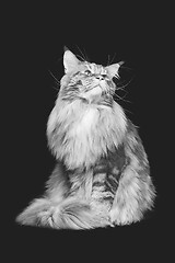 Image showing Beautiful maine coon cat