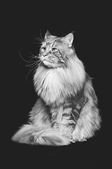 Image showing Beautiful maine coon cat