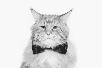 Image showing Beautiful maine coon cat with bow tie