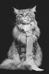 Image showing Beautiful maine coon cat with man tie