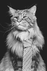 Image showing Beautiful maine coon cat with man tie