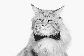 Image showing Beautiful maine coon cat with bow tie