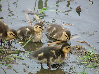 Image showing Famly