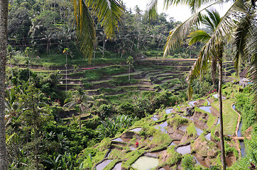 Image showing Tegalalang rice terraces in Ubud, Bali