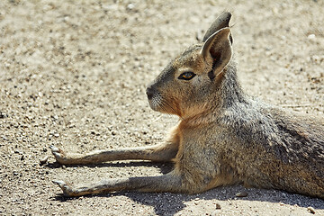 Image showing Portrait of Patagonian Mara