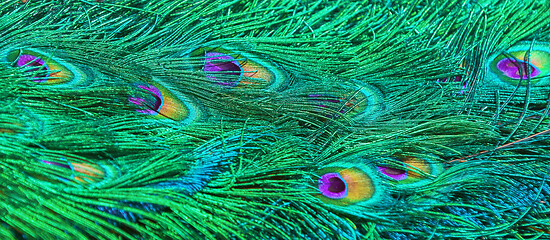 Image showing Peacock tail background