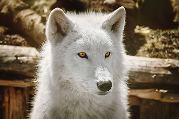 Image showing Alaskan Tundra Wolf