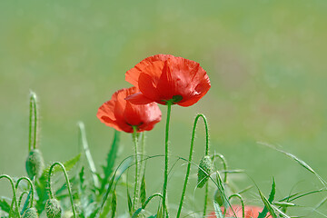 Image showing Poppy Flowers in Grass