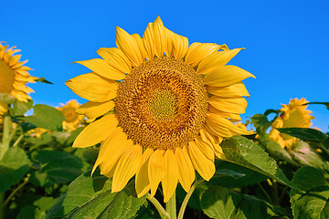 Image showing Sunflower on the Background of a Sky