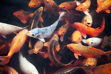 Image showing Many koi fish in a pond
