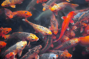 Image showing Many koi fish in a pond