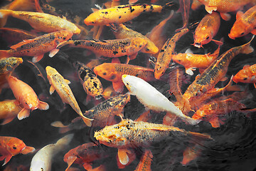 Image showing Many koi fish in a pond