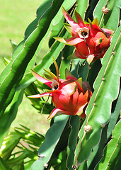 Image showing dragon fruits in nature