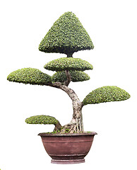 Image showing Bonsai tree isolated over white