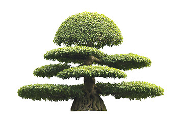 Image showing Bonsai tree isolated over white