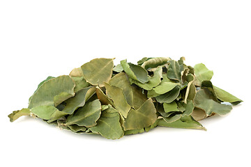 Image showing Kaffir Lime Leaf Herb Herbal Medicine