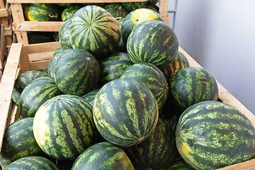 Image showing Watermelons in Crates