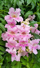 Image showing Perennial bush with beautiful large pink delicate flowers