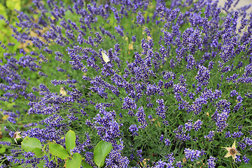 Image showing Blooming lavenders in summer garden