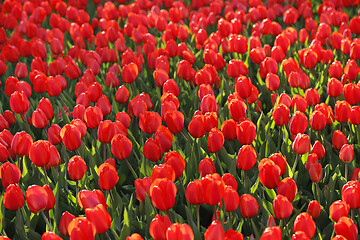 Image showing Beautiful red tulips glowing on sunlight