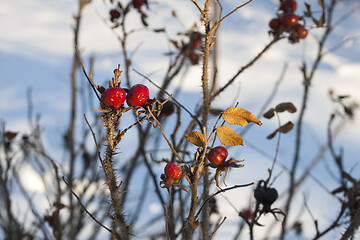 Image showing Dog Rose branches with bright fruits in the winter