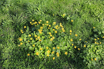 Image showing Nature spring background with green grass and yellow flowers