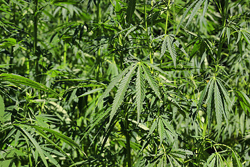 Image showing Green fresh cannabis plant (hemp, marijuana)