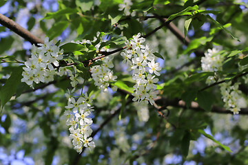 Image showing Branches of flowering bird-cherry