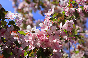 Image showing Branches of spring tree with beautiful pink flowers