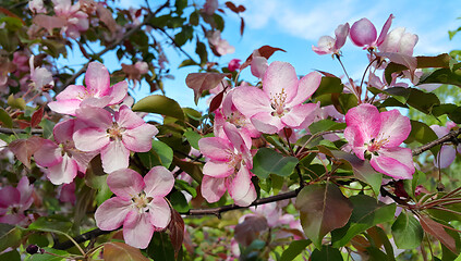 Image showing Branche of spring apple tree with beautiful pink flowers