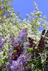 Image showing Beautiful flowering spring trees and lilac branches 