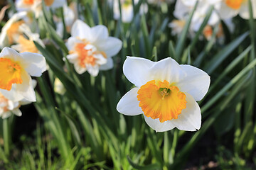 Image showing Beautiful white flowers of Narcissus