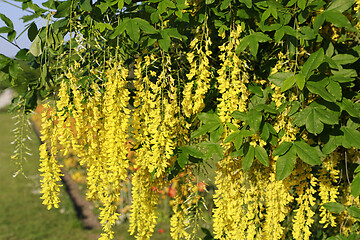 Image showing Beautiful bright yellow flowers of wisteria 