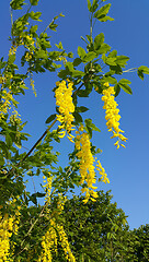 Image showing Beautiful bright yellow flowers of wisteria