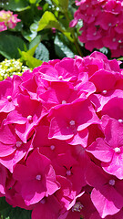 Image showing Close-up of beautiful flowers of Hydrangea