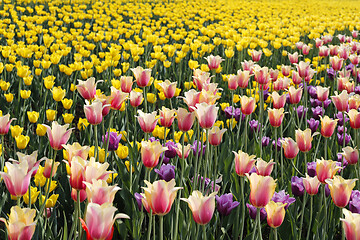 Image showing Beautifu colorfull bright tulips 