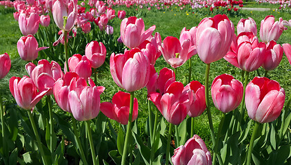 Image showing Beautiful bright pink tulips