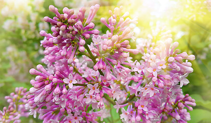 Image showing Beautiful blossoming branch of lilac with sunlight