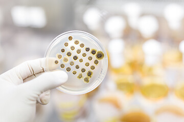 Image showing Scientist growing bacteria in petri dishes on agar gel as a part of scientific experiment.