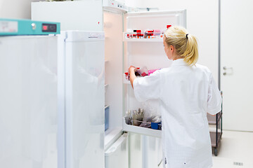 Image showing Different types of chemical solutions stored in a refrigeration cabinet in life science laboratory. Female researcher storing chemical solutions in refrigeration cabinet.